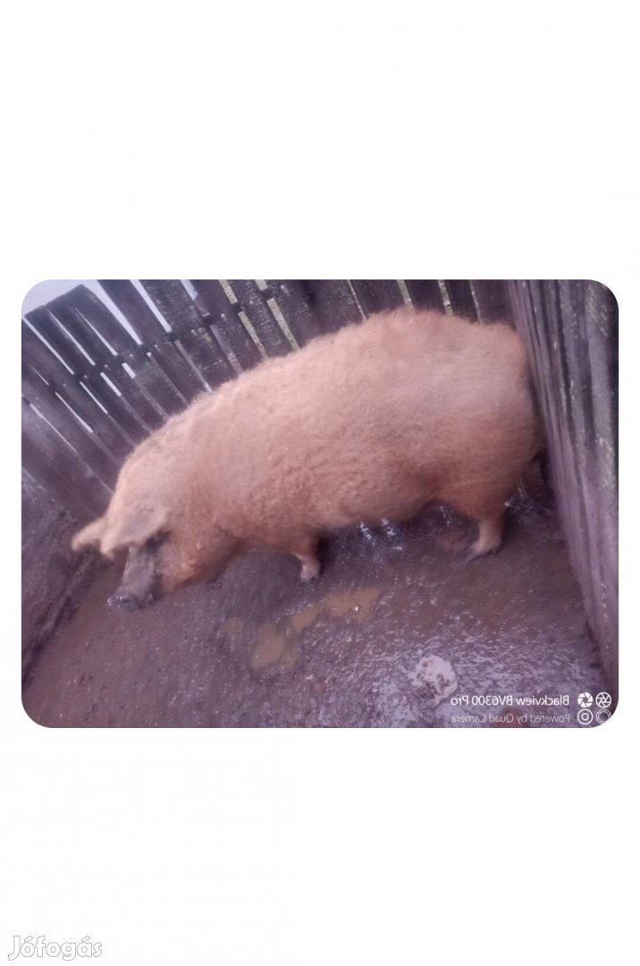 Mangalica hízó eladó 