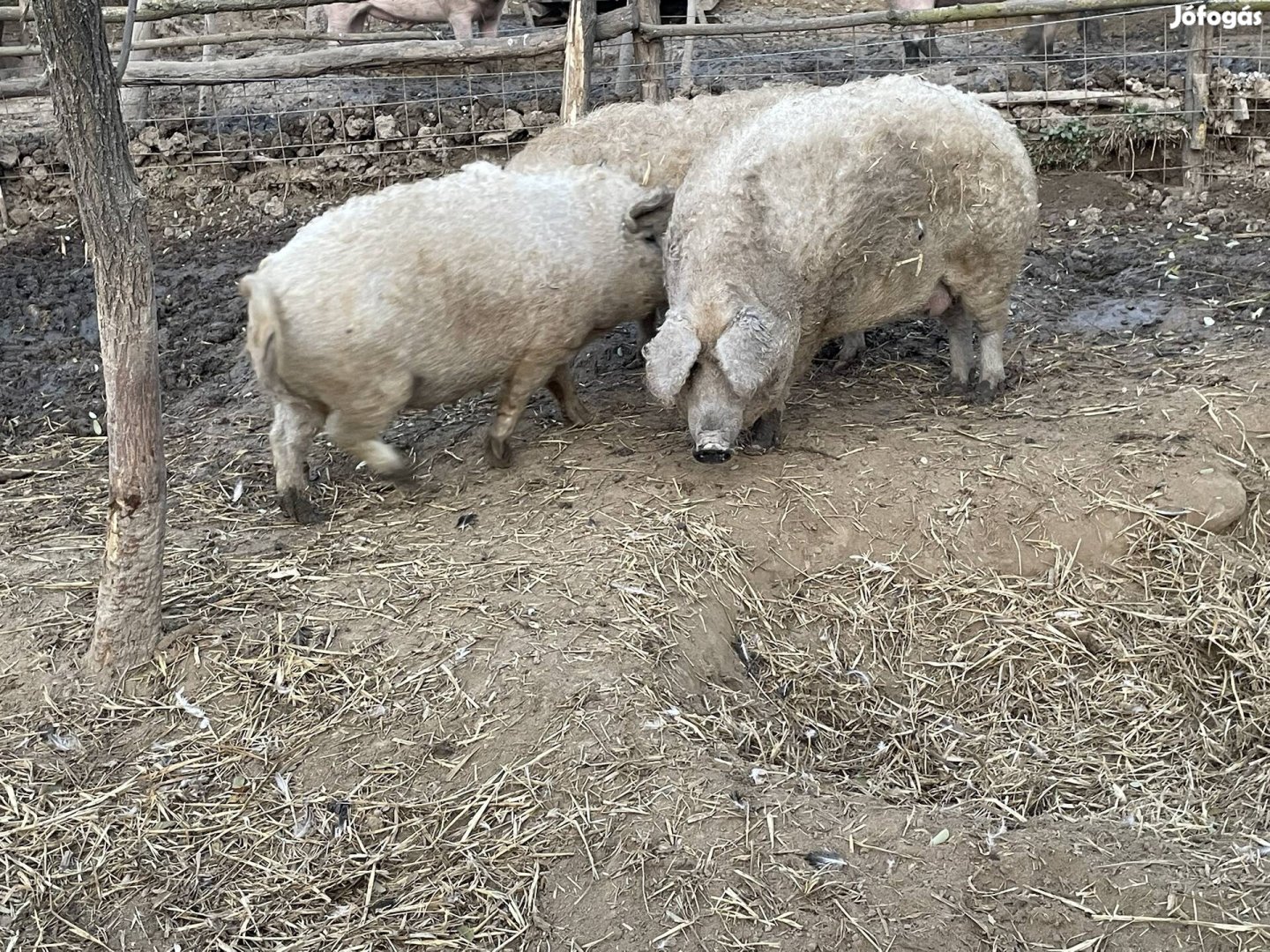 Mangalica hízó eladó!