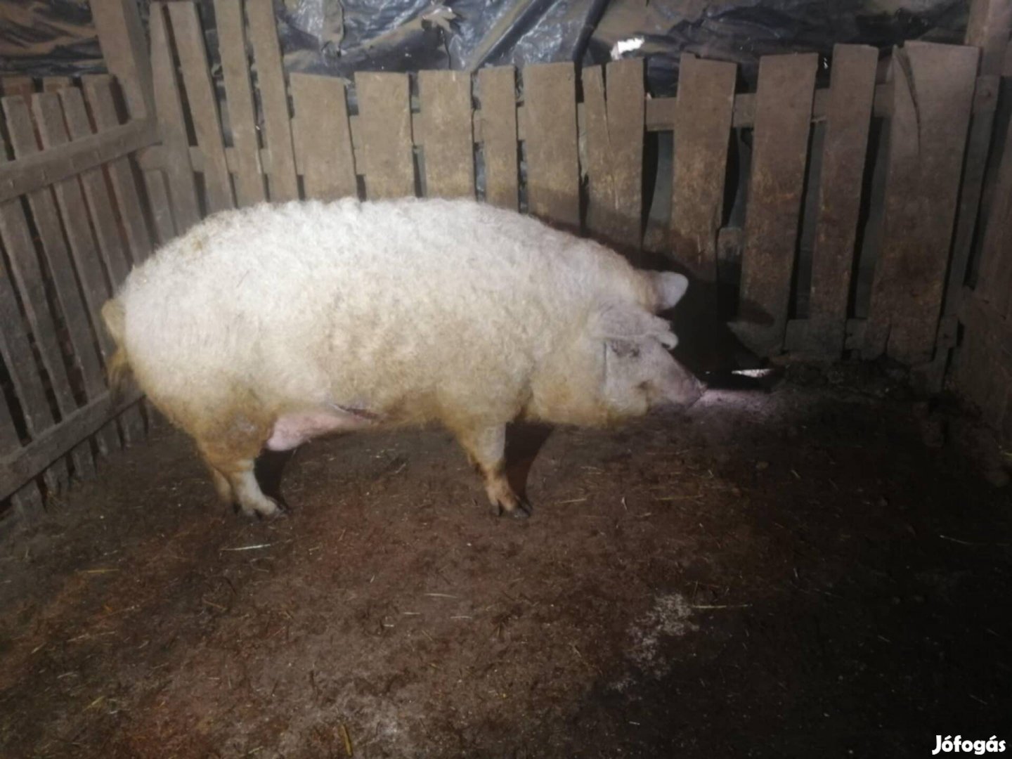 Mangalica hízó eladó 