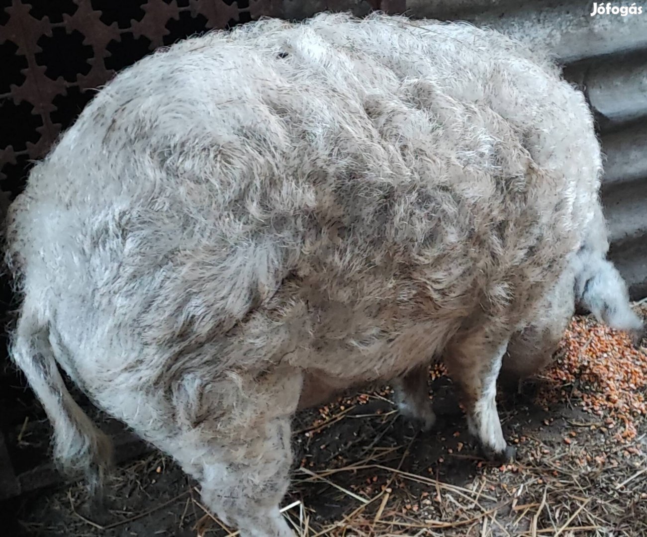 Mangalica hízó eladó! 