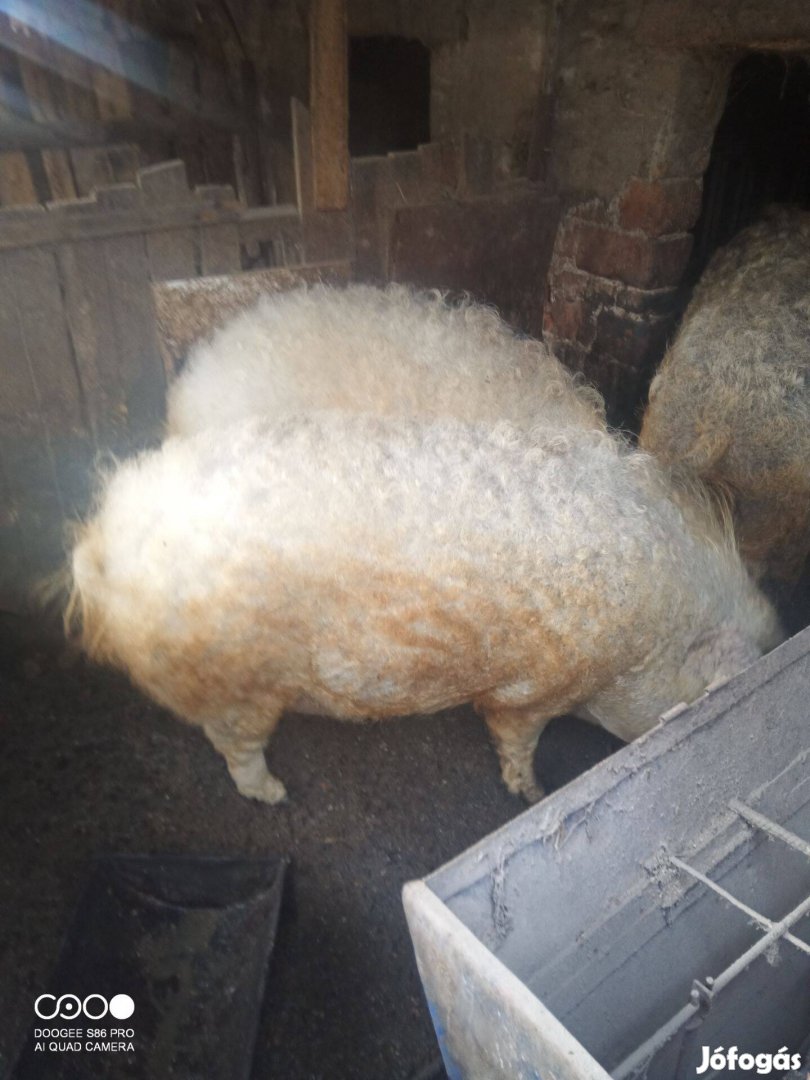 Mangalica hízó eladók