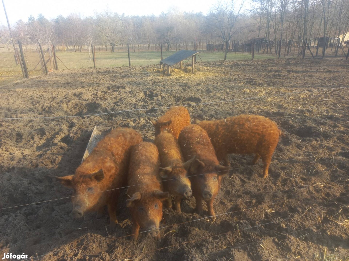 Mangalica hízó februárra előjegyezhető