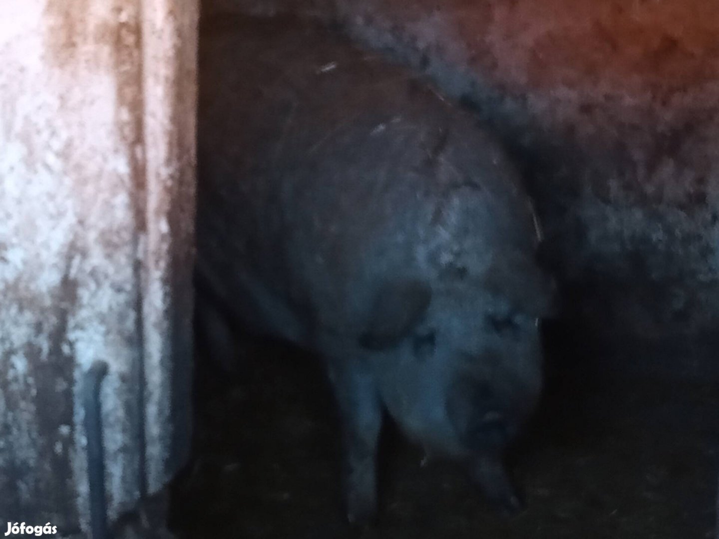 Mangalica hízó hízók sertés eladó 