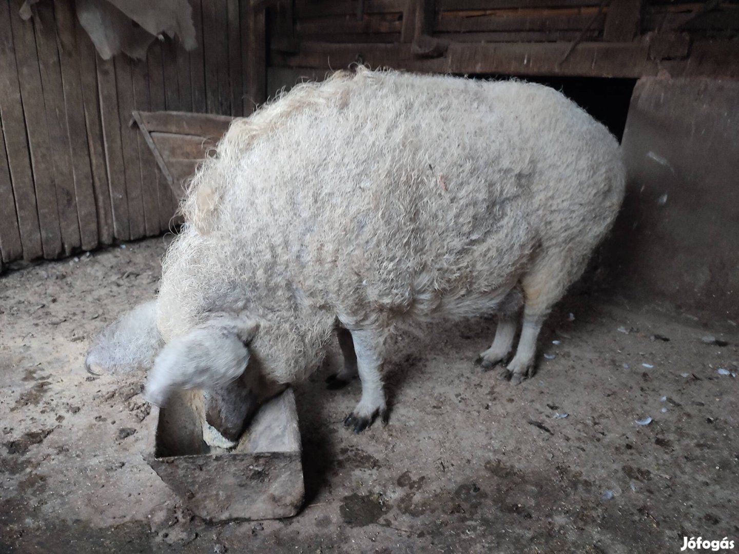 Mangalica hízó sertés eladó 