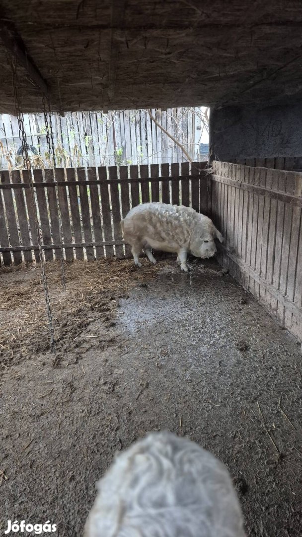 Mangalica hízók