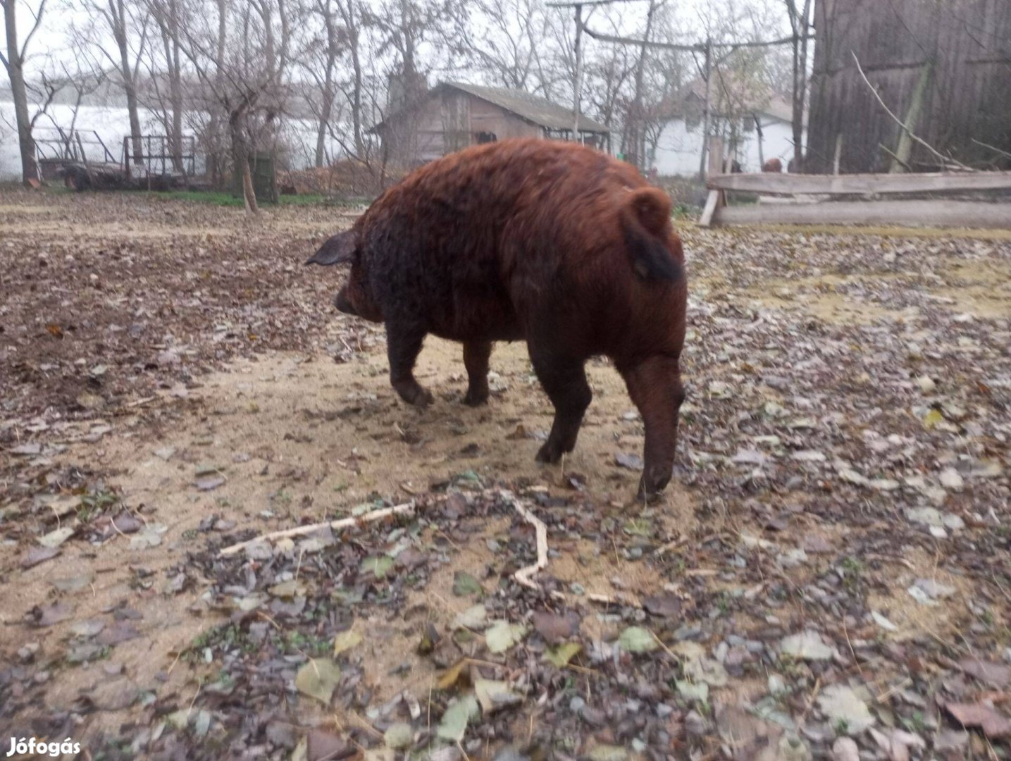 Mangalica hizók