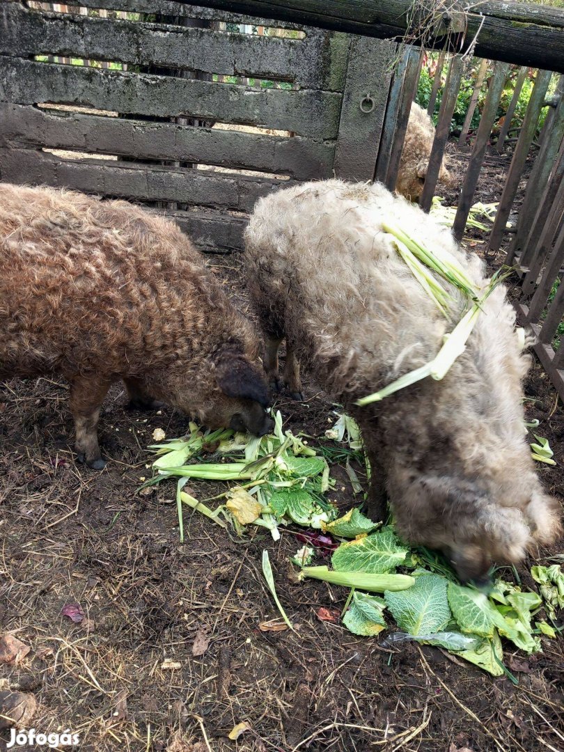 Mangalica hízók