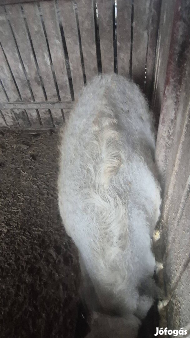 Mangalica hízok