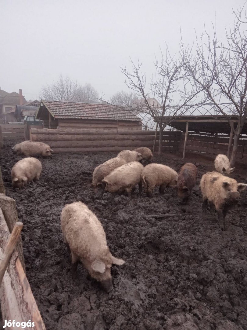 Mangalica hizok