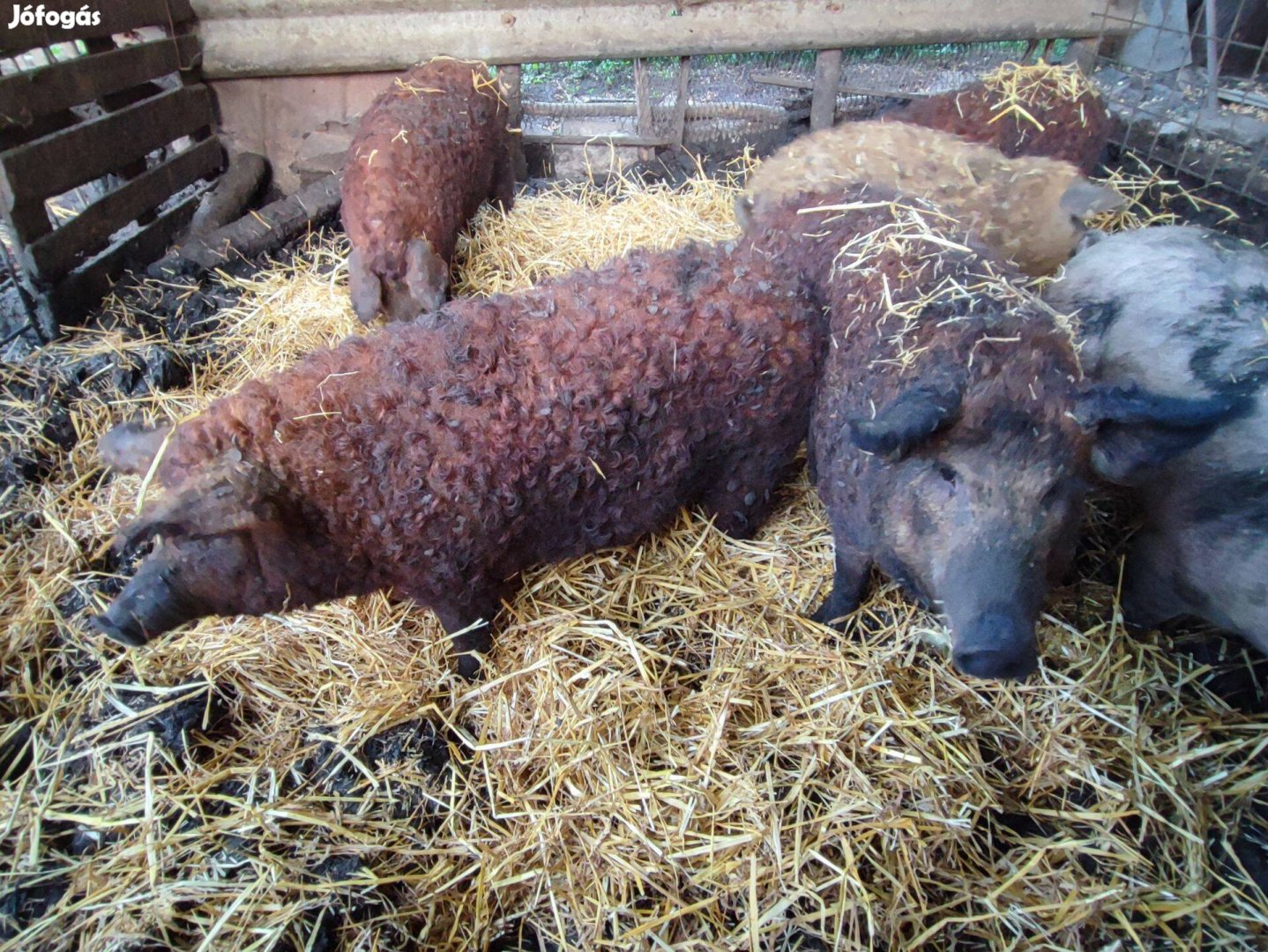 Mangalica hizok