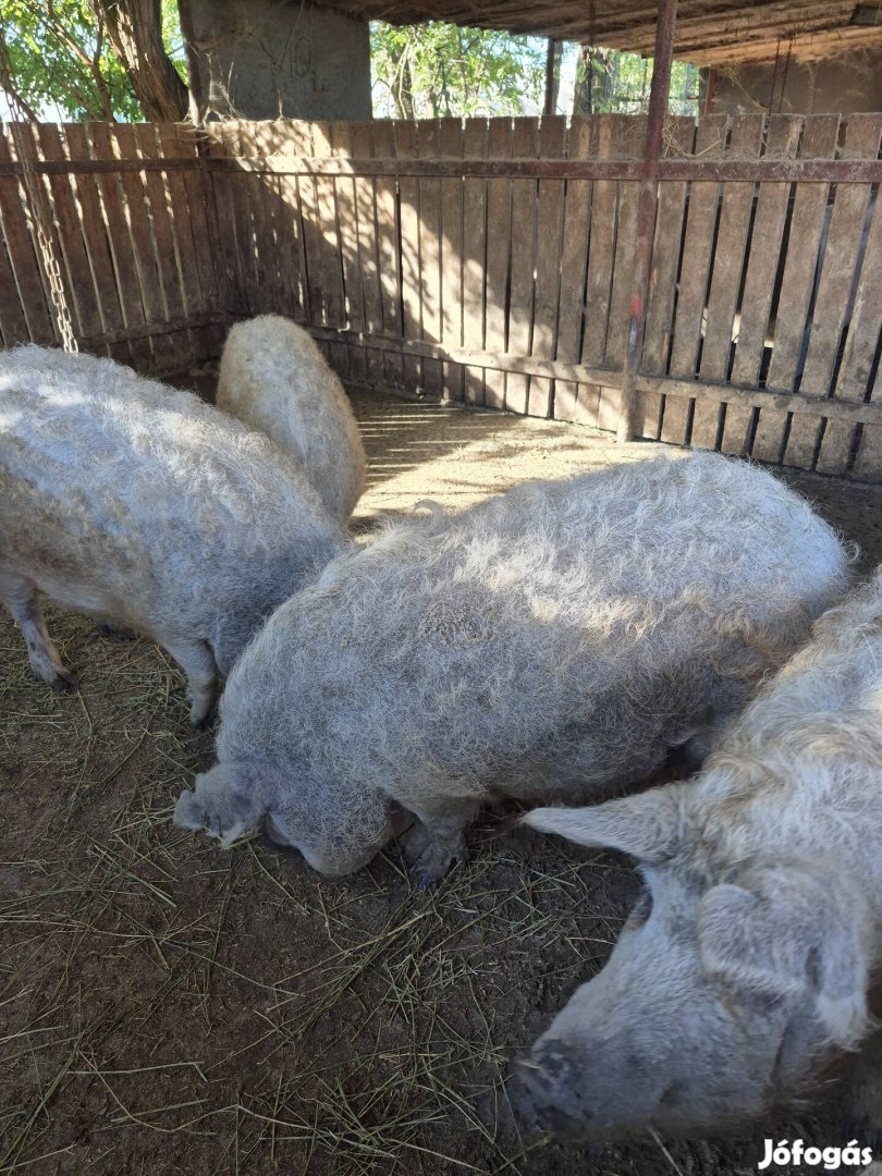 Mangalica hízók