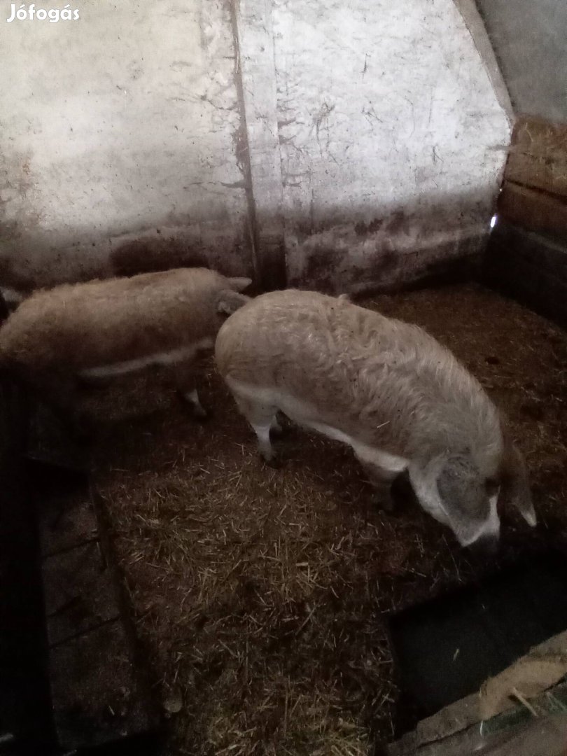 Mangalica hízók 