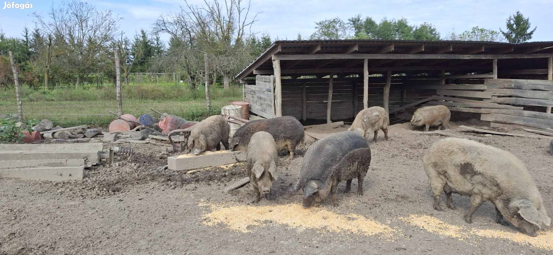 Mangalica hízók, kanok eladók!