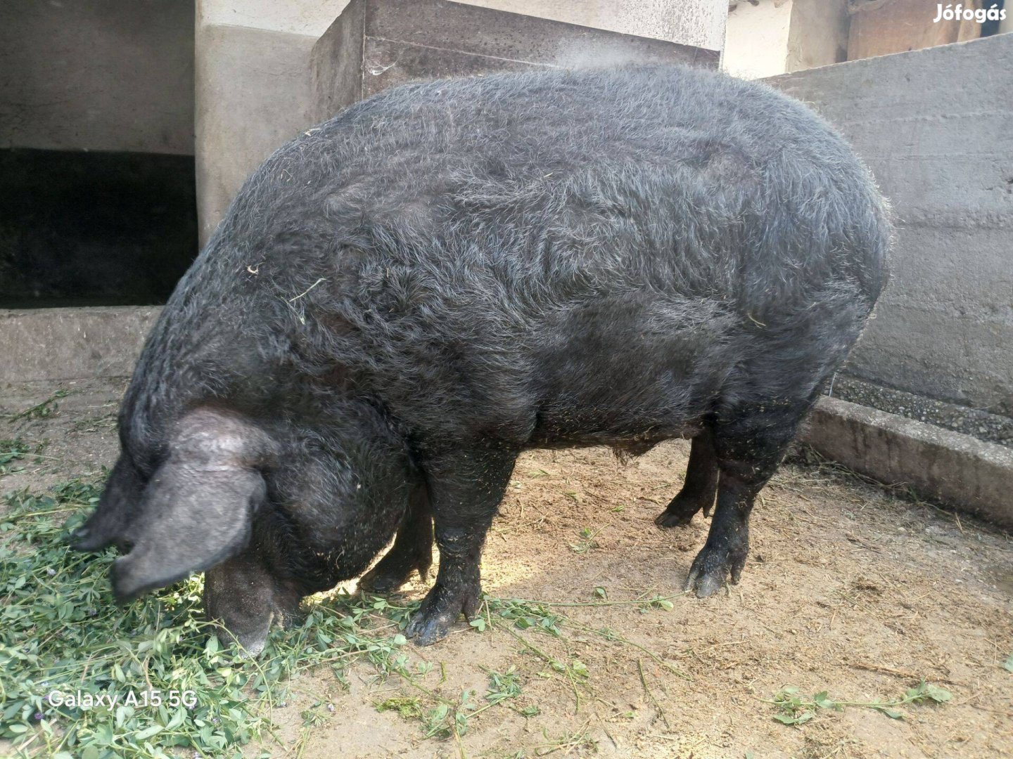 Mangalica hízók eladók