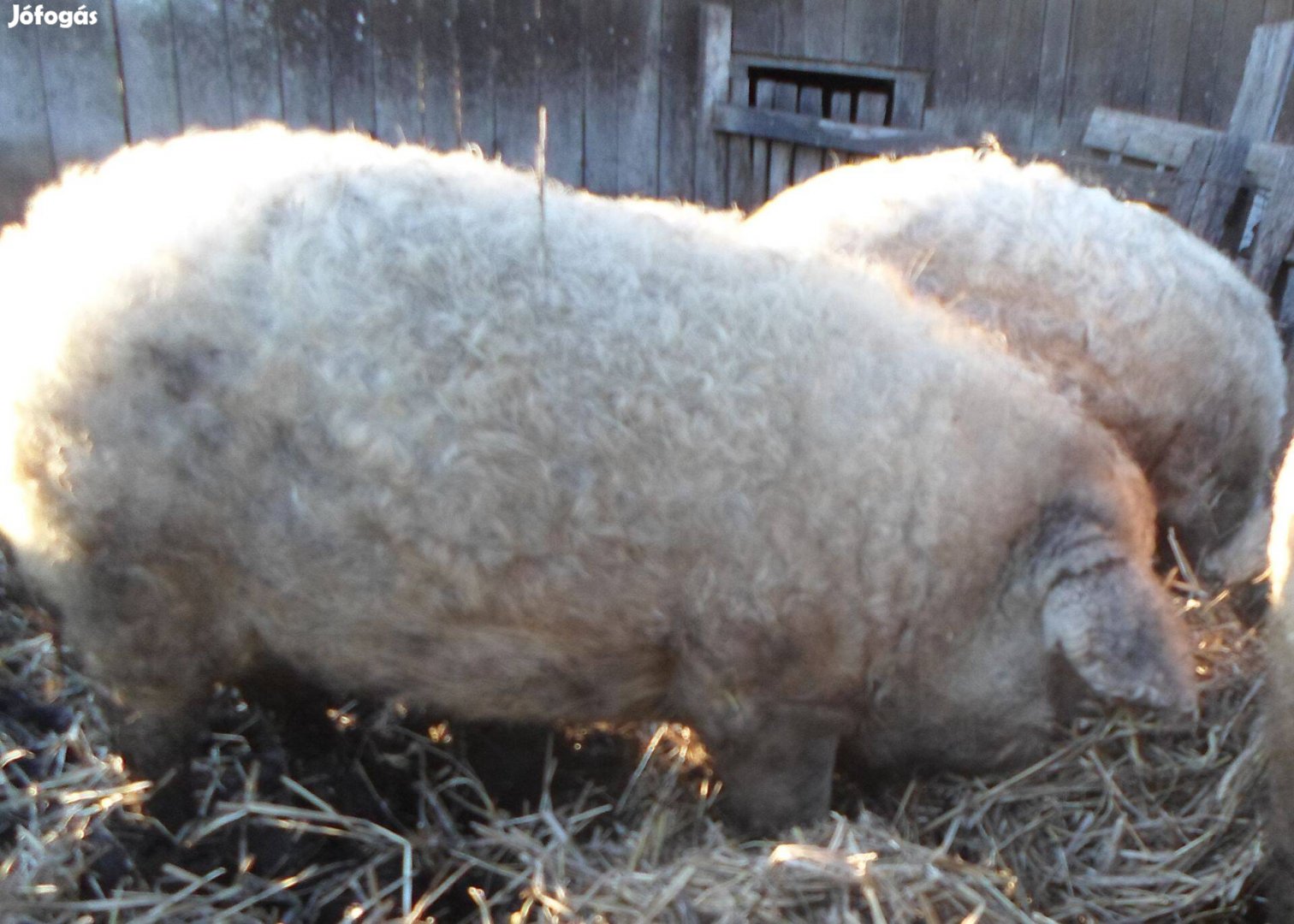 Mangalica hízók eladók