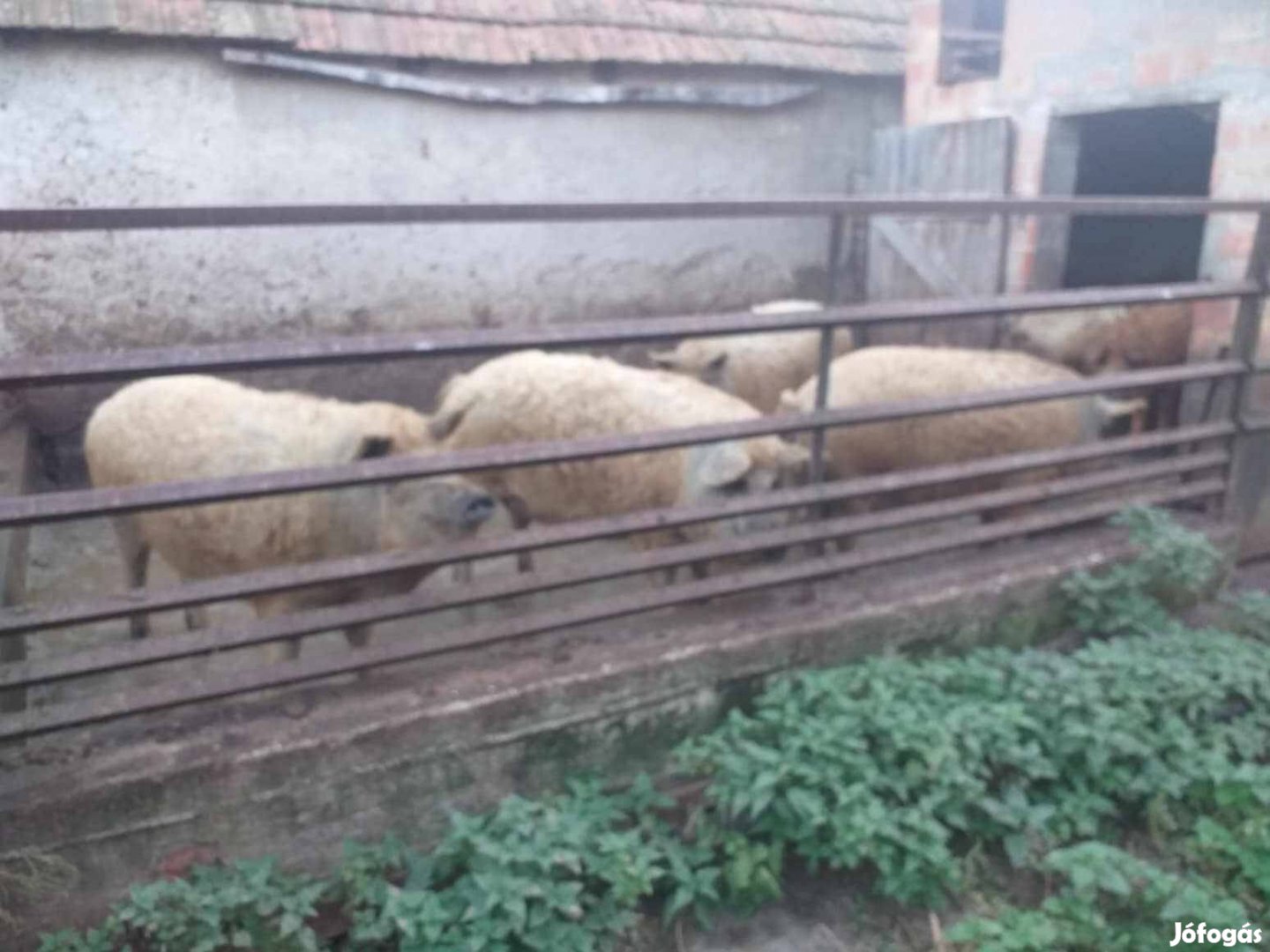 Mangalica hízók eladók