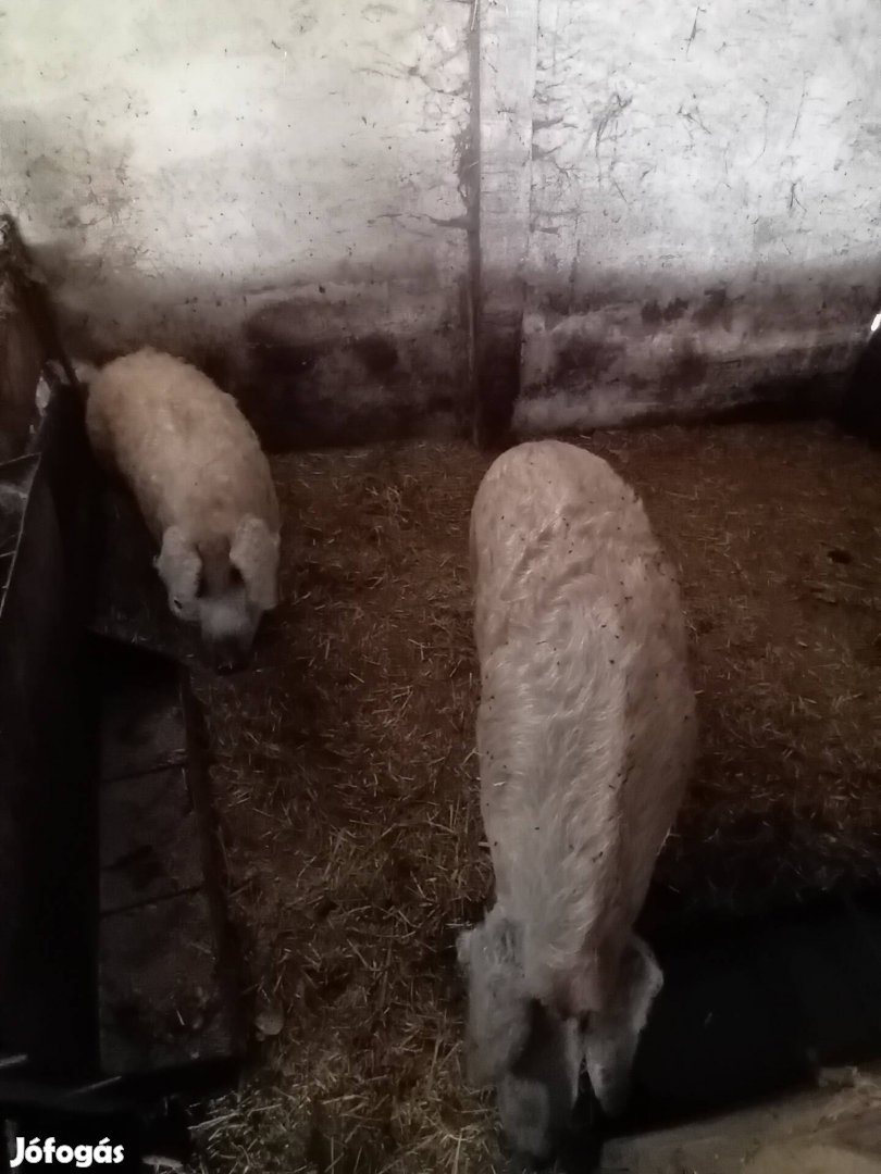 Mangalica hízók eladók 