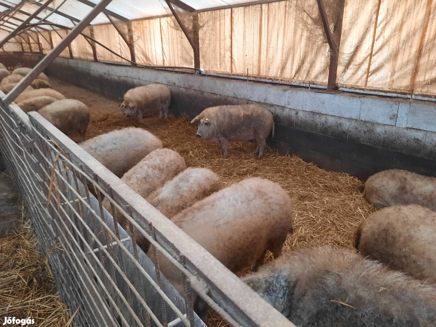 Mangalica hízók eladók!