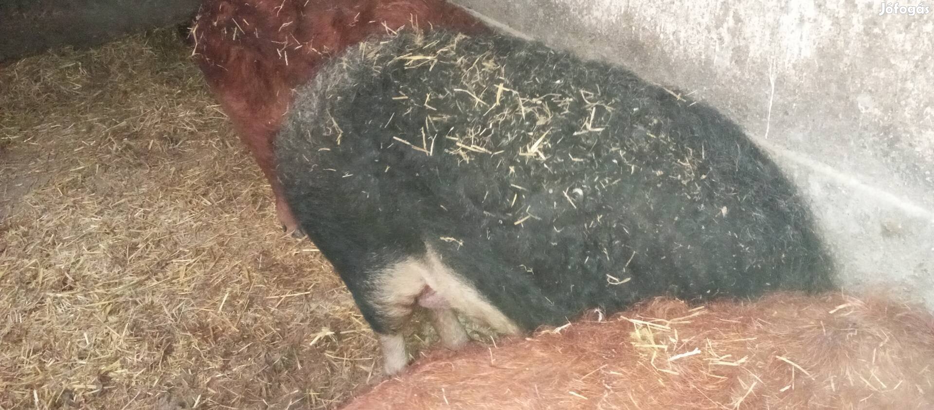 Mangalica hízók eladók!