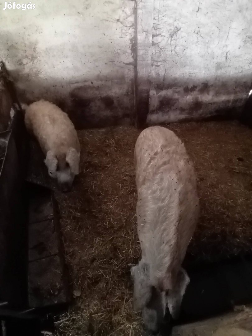 Mangalica hízók eladók 