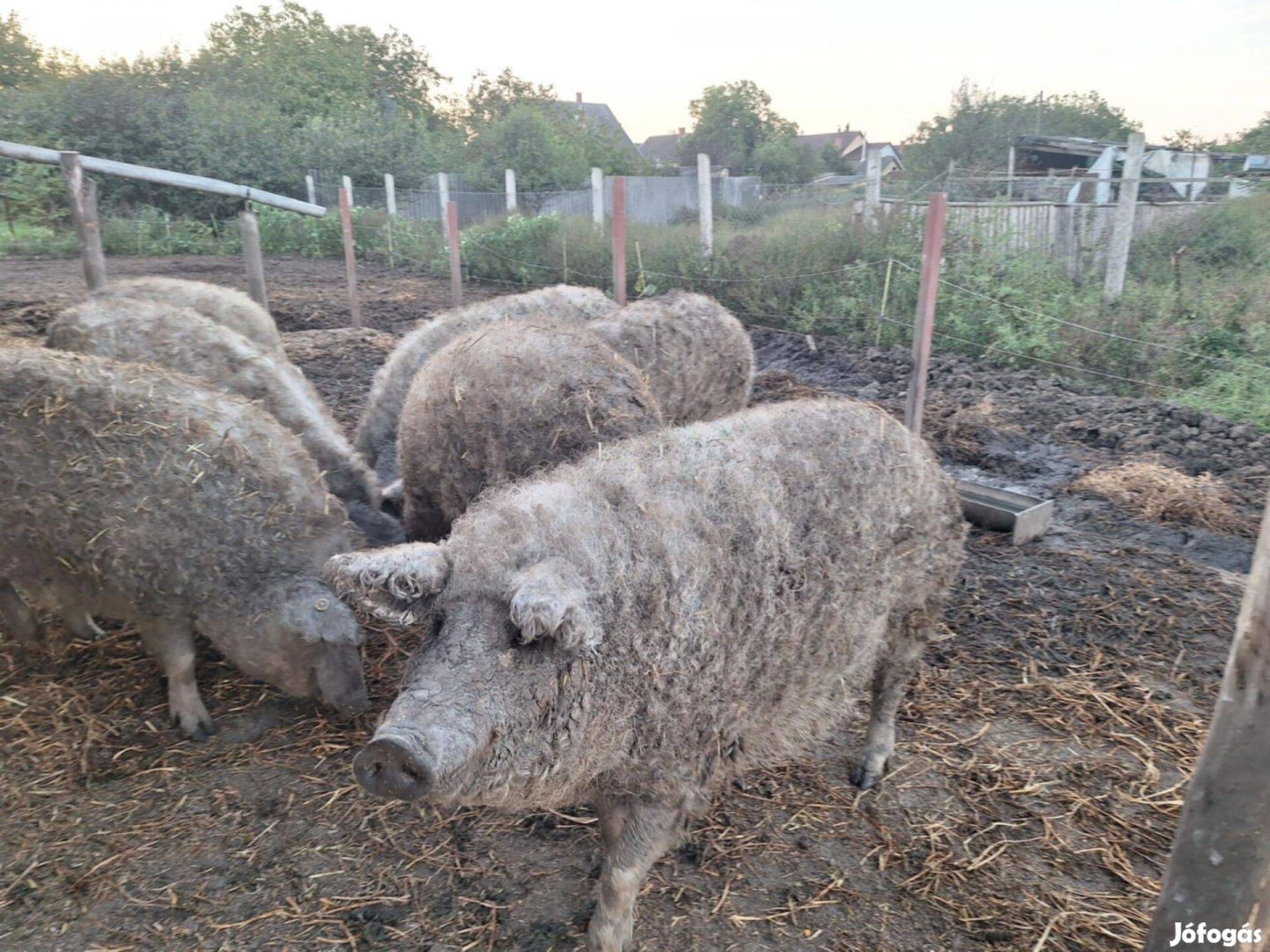 Mangalica hízók eladók hasítva is