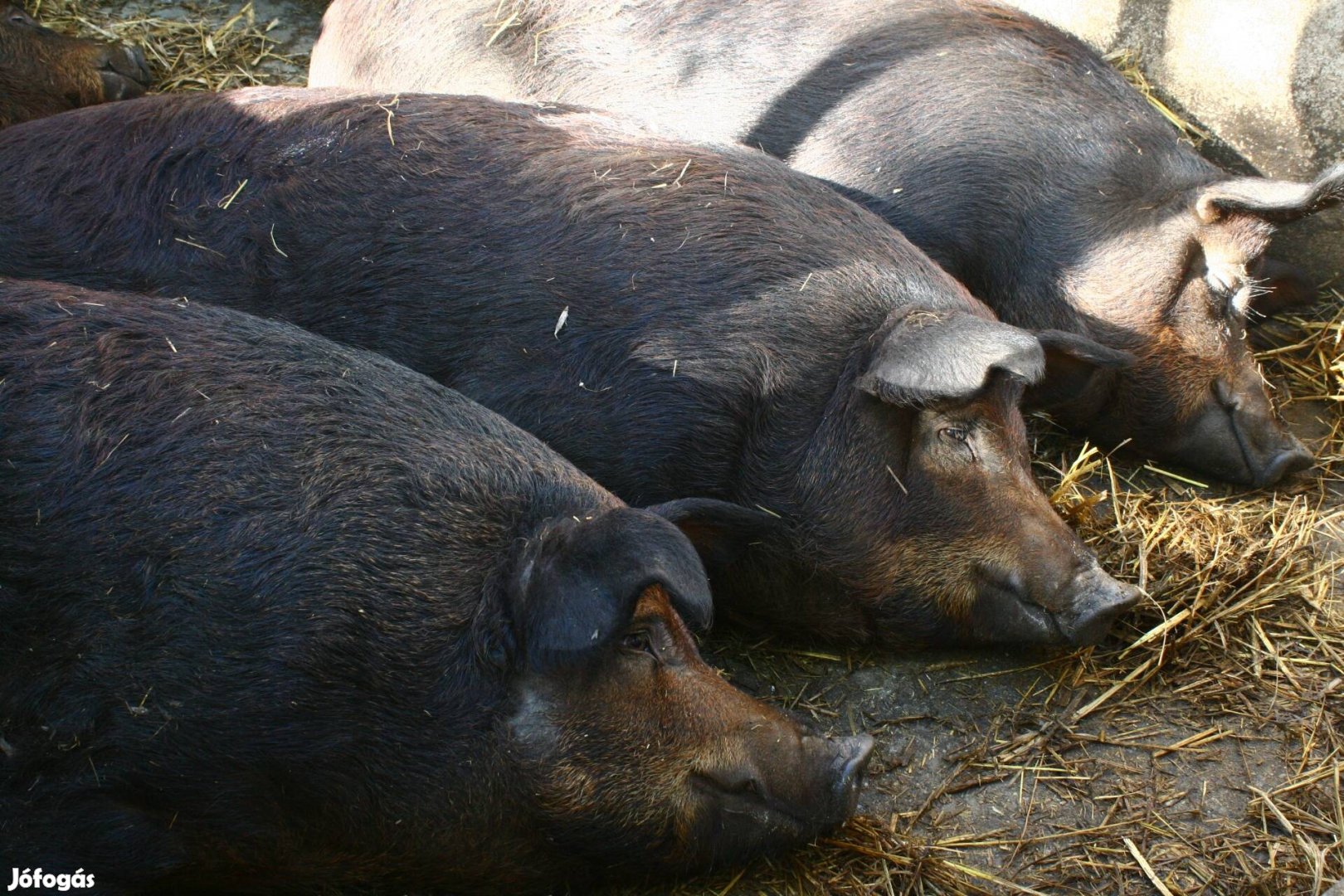 Mangalica hízók költöznének