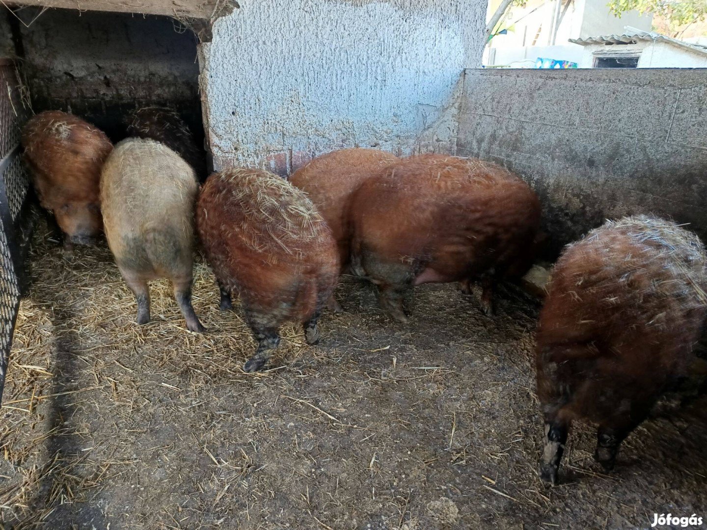 Mangalica hízok költöznének