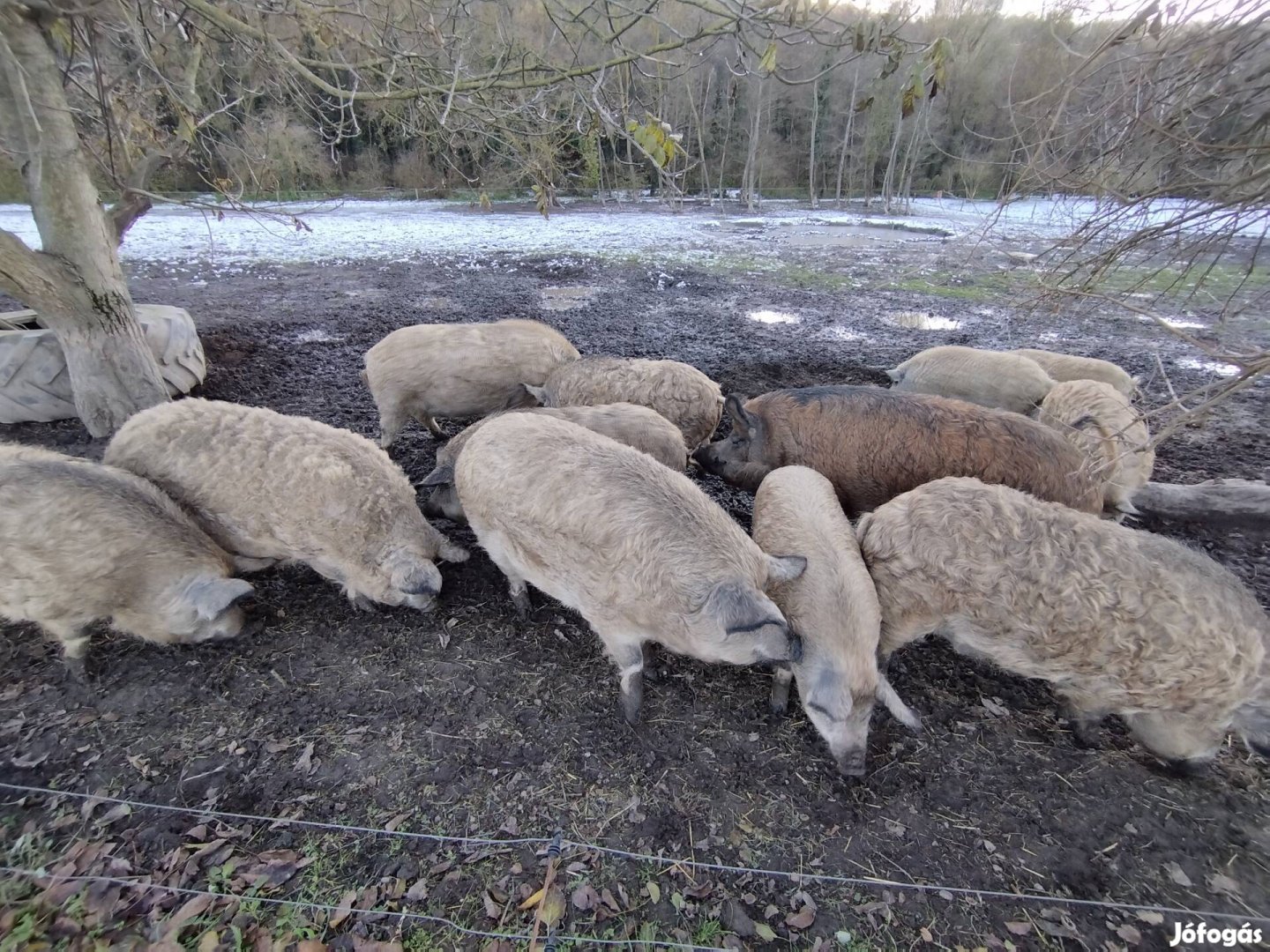 Mangalica hízók szabadtartásból eladók.