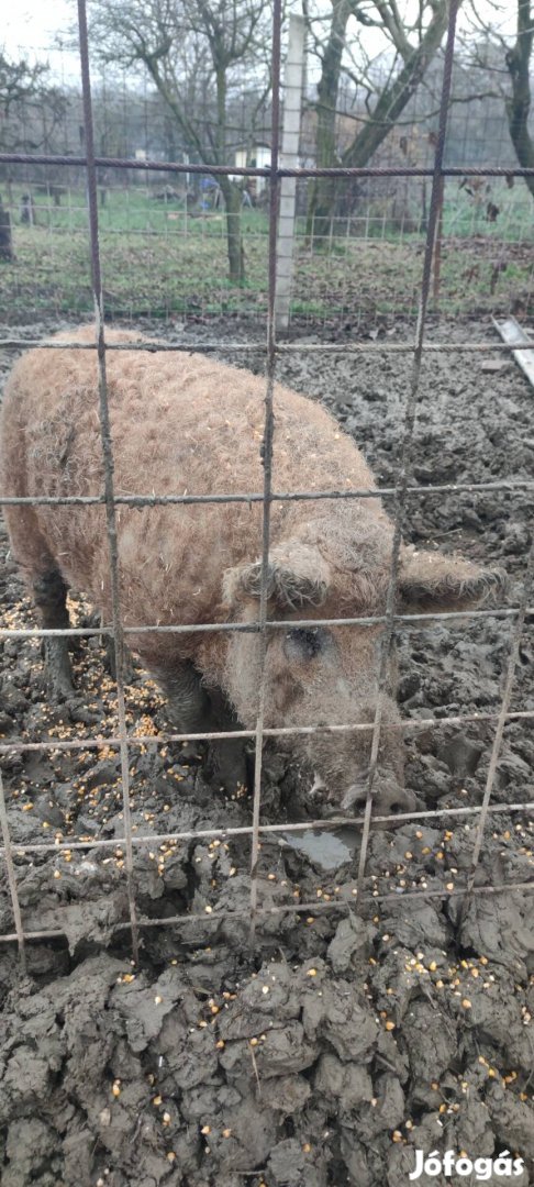 Mangalica ivaros kan