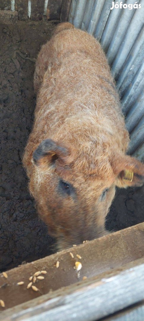 Mangalica kan