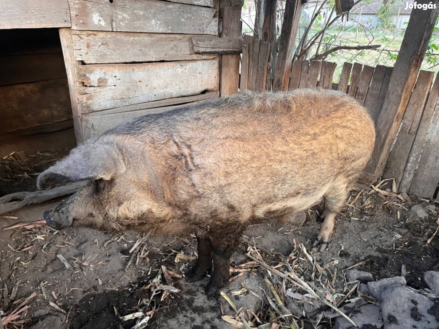 Mangalica kan