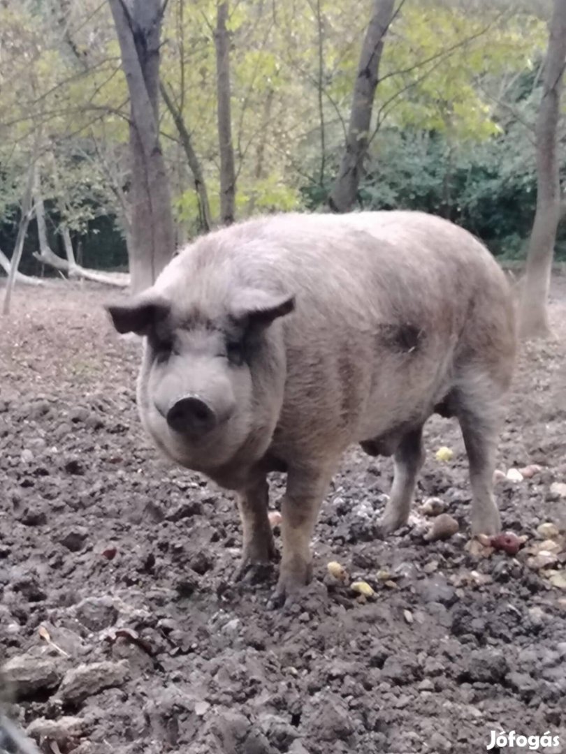 Mangalica kan disznó eladó! 