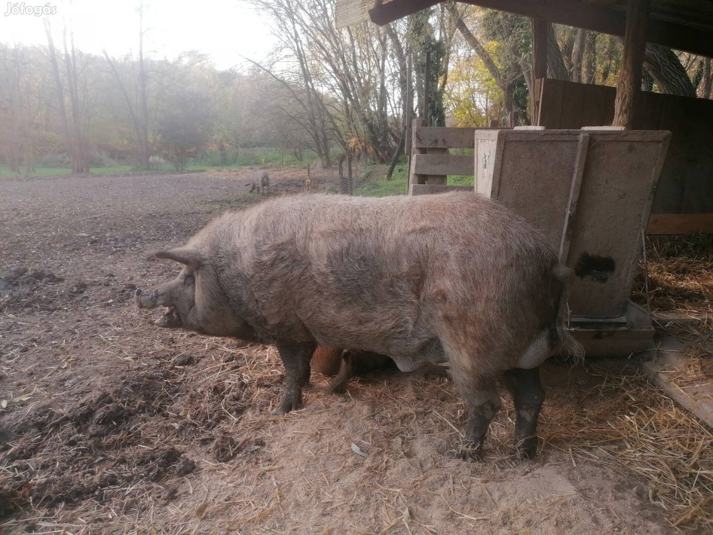 Mangalica kan disznó máshol hódítana! 