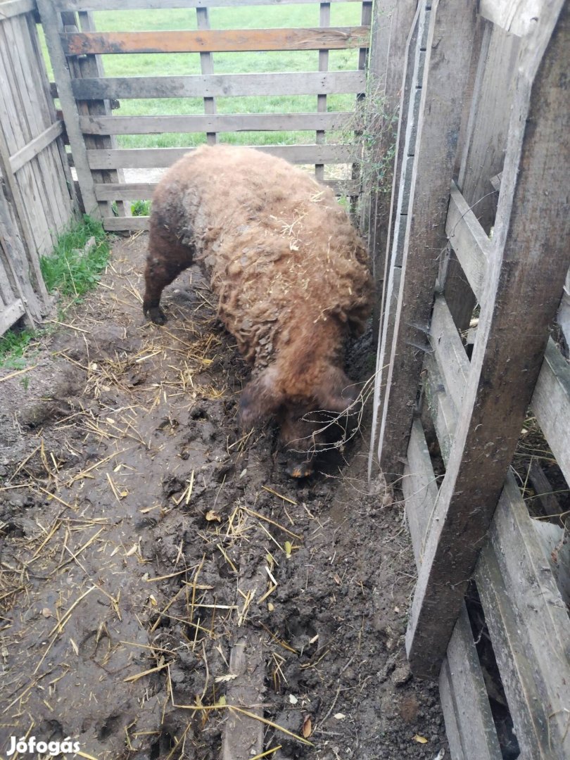 Mangalica kan eladó