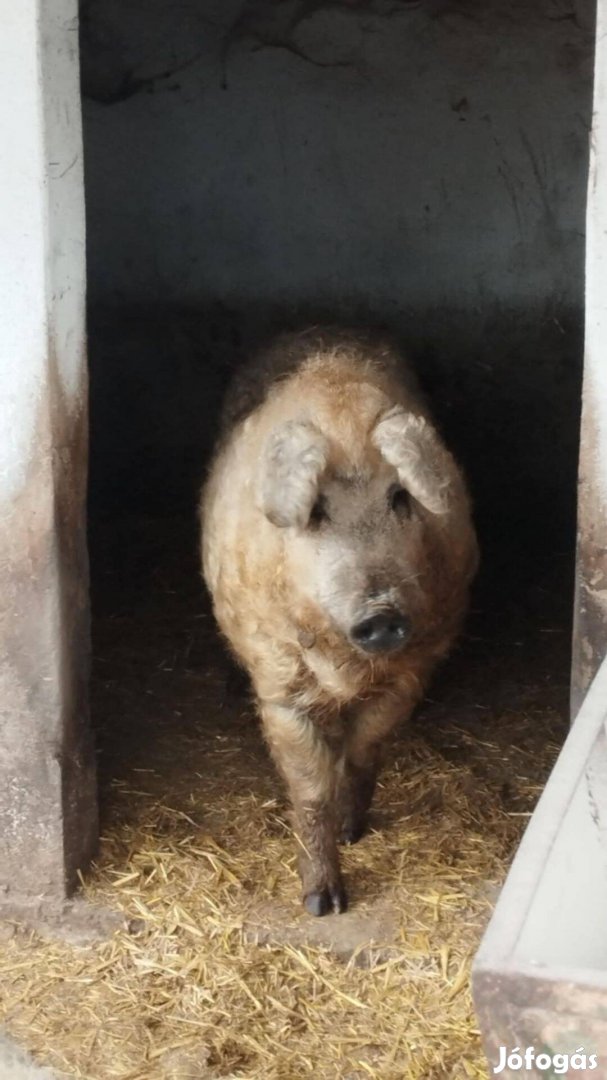 Mangalica kan eladó