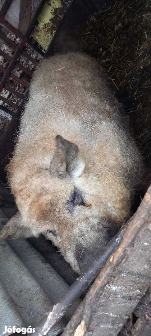 Mangalica kanok eladók