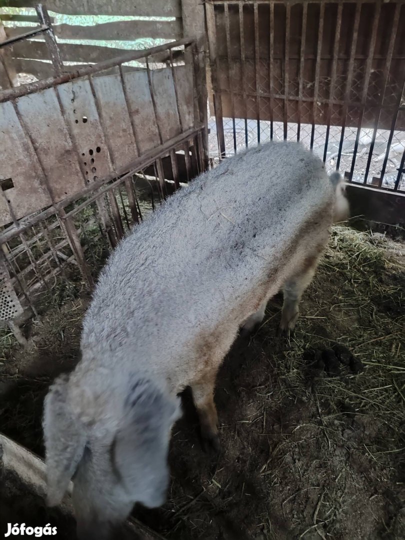 Mangalica kanok eladók vagy cserélhetők