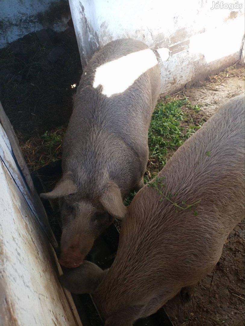 Mangalica keverék hízó eladó.