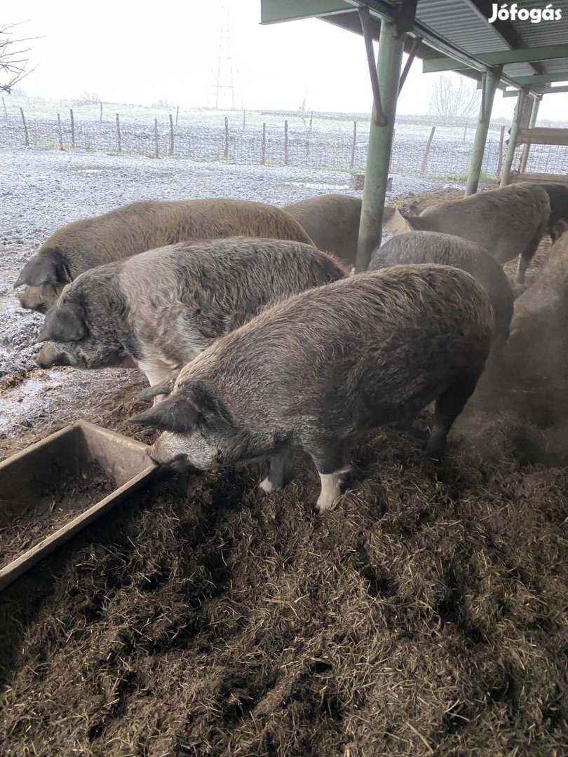 Mangalica keverék hízók