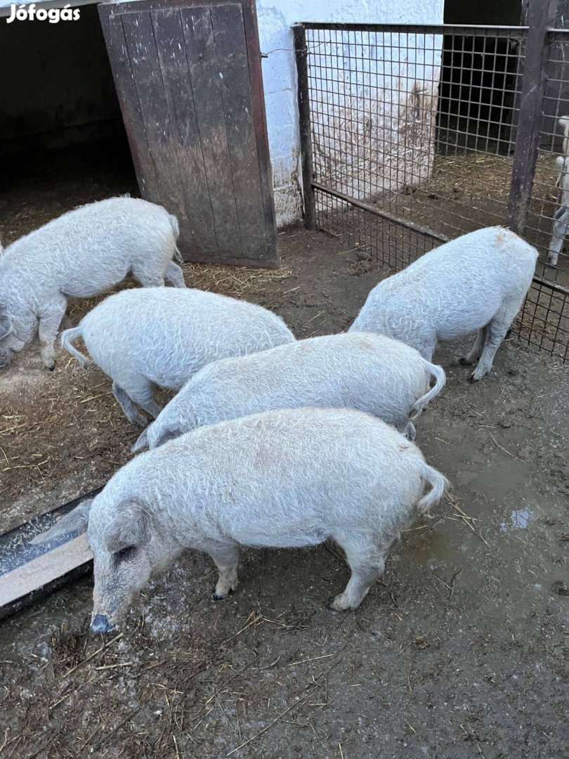 Mangalica kis süldő malacok