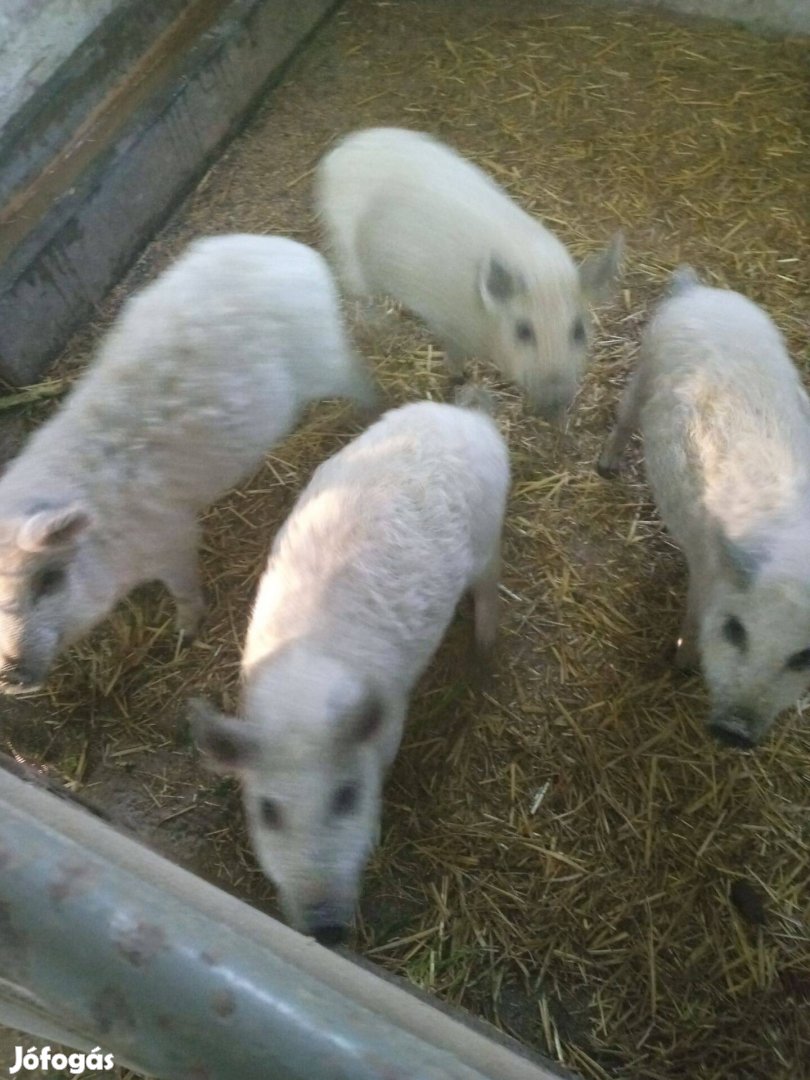 Mangalica kismalacok