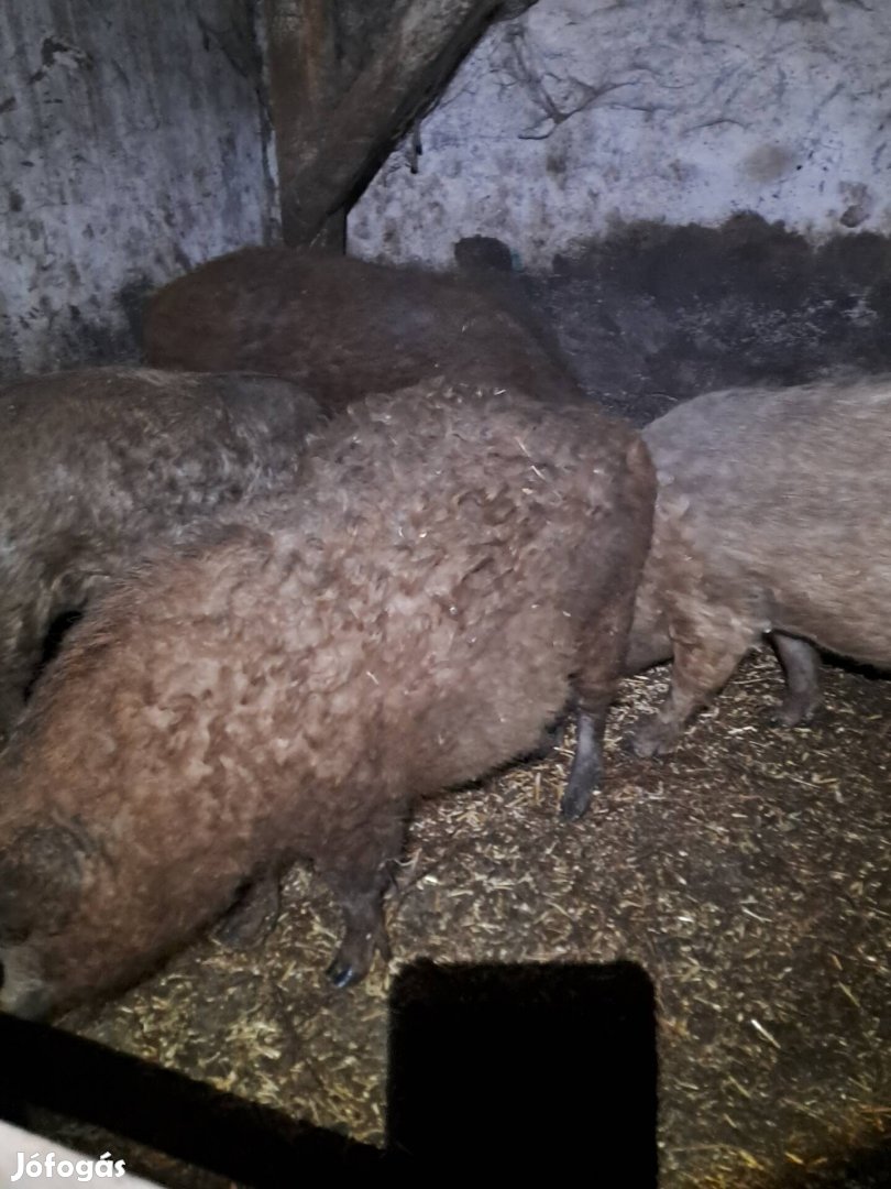 Mangalica koca!