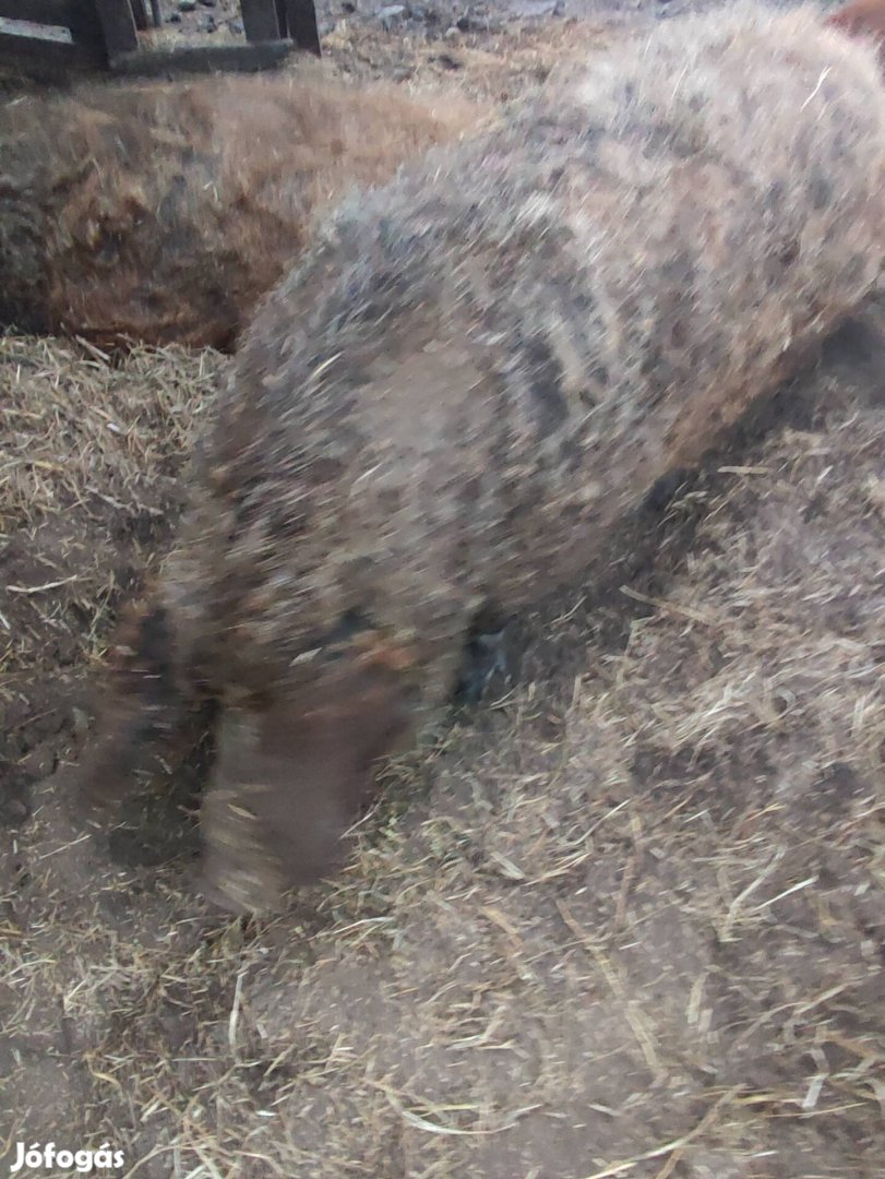 Mangalica koca 