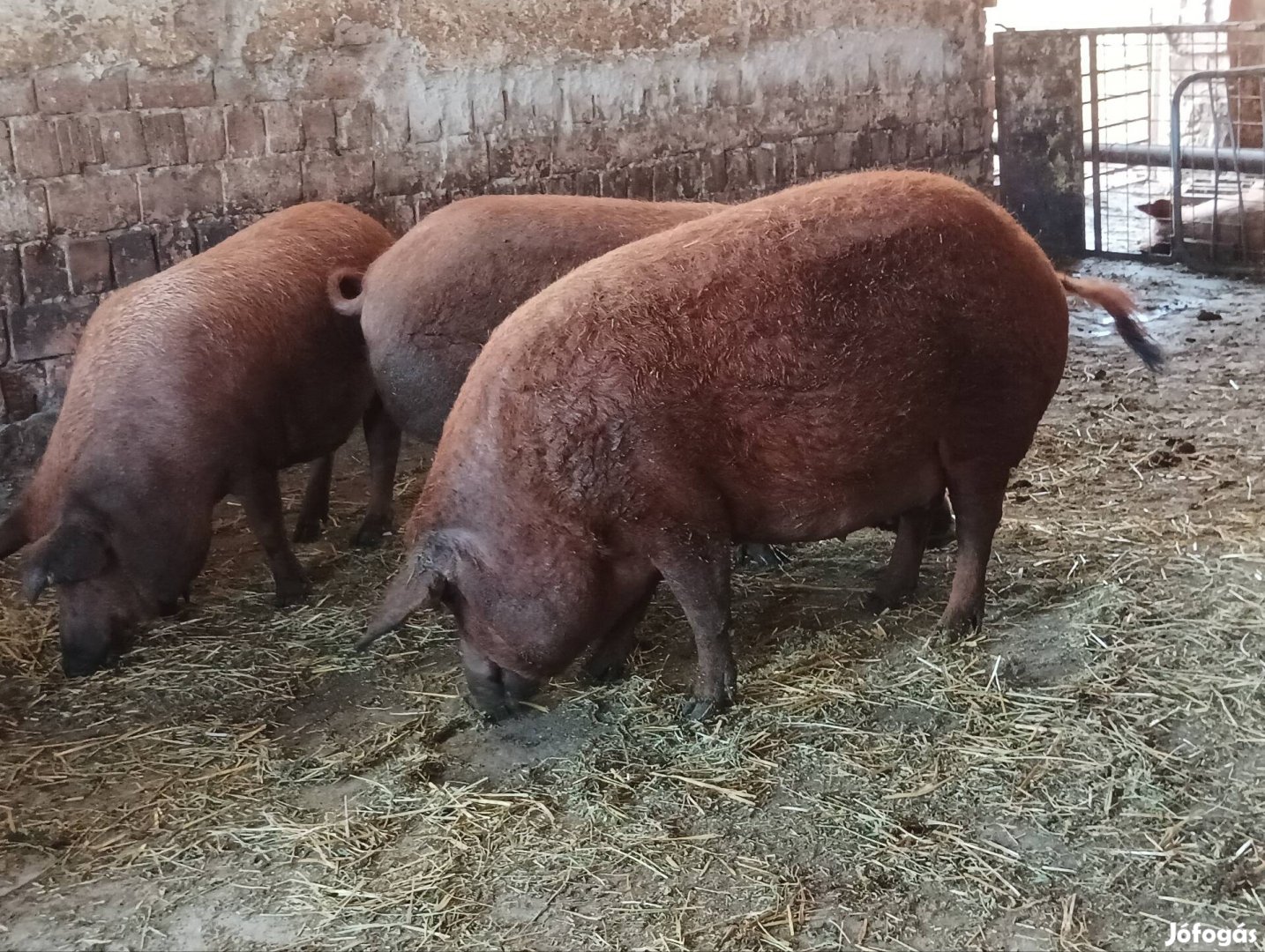 Mangalica koca 