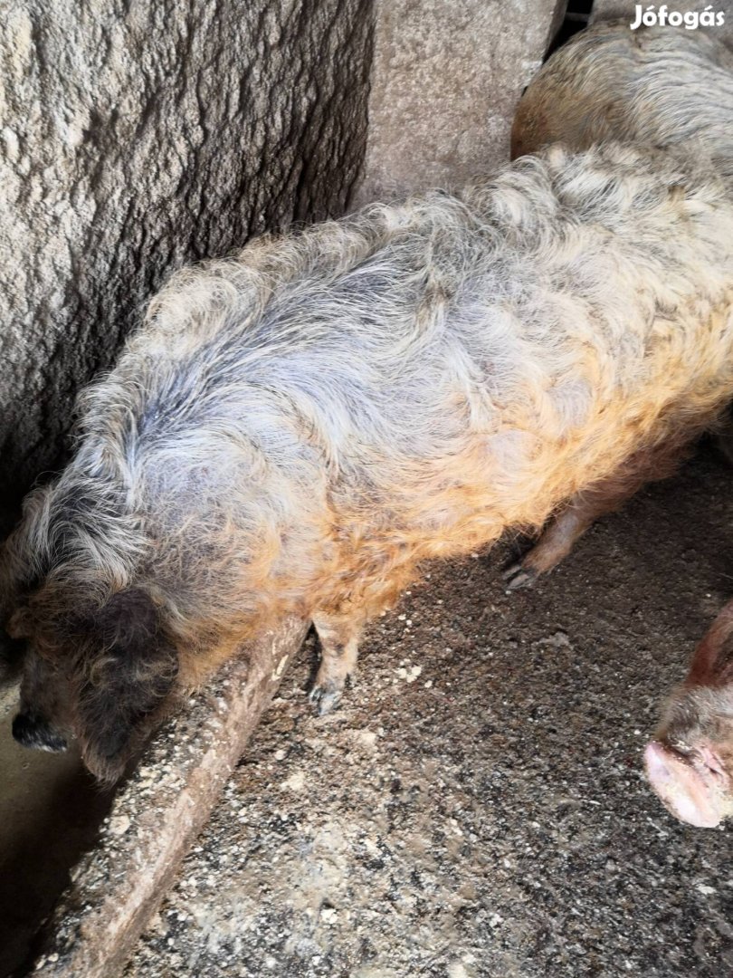 Mangalica koca eladó