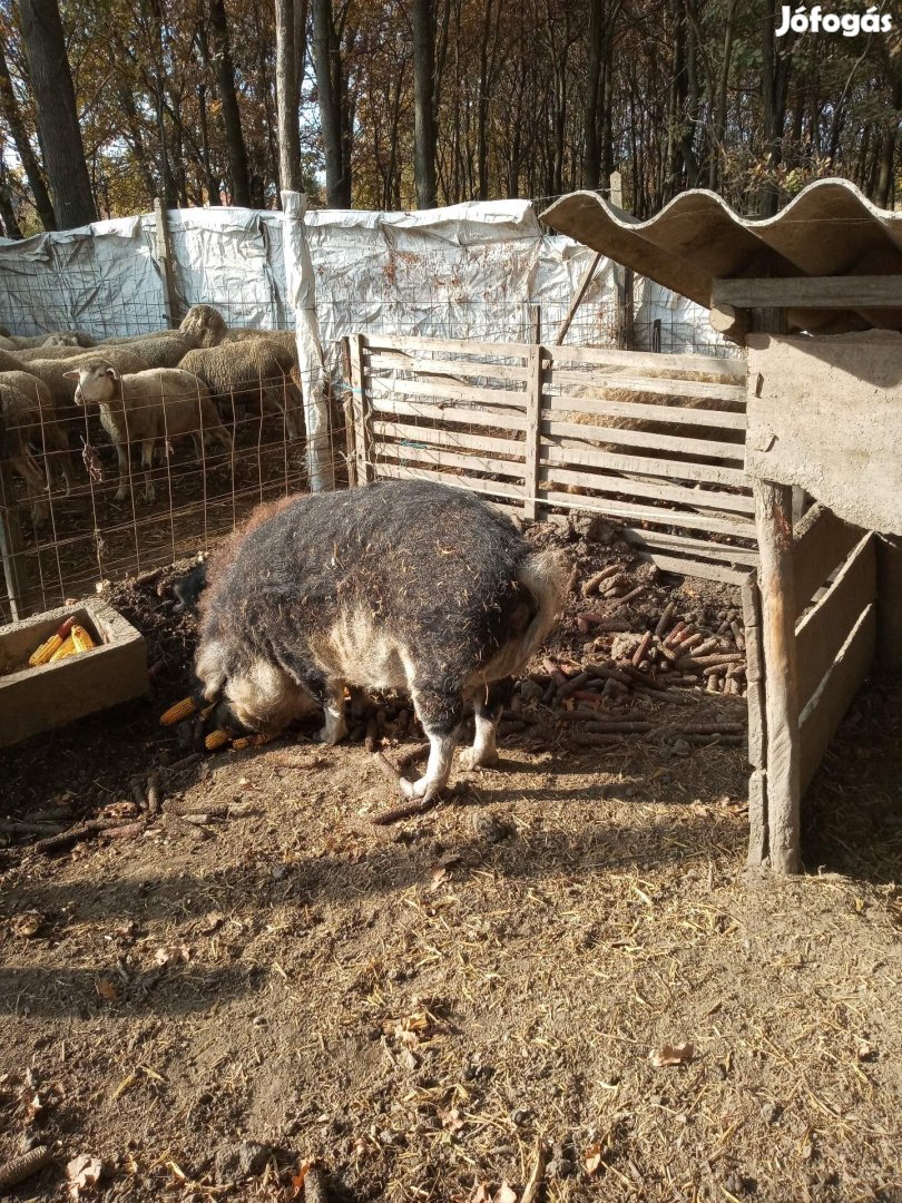 Mangalica koca eladó!