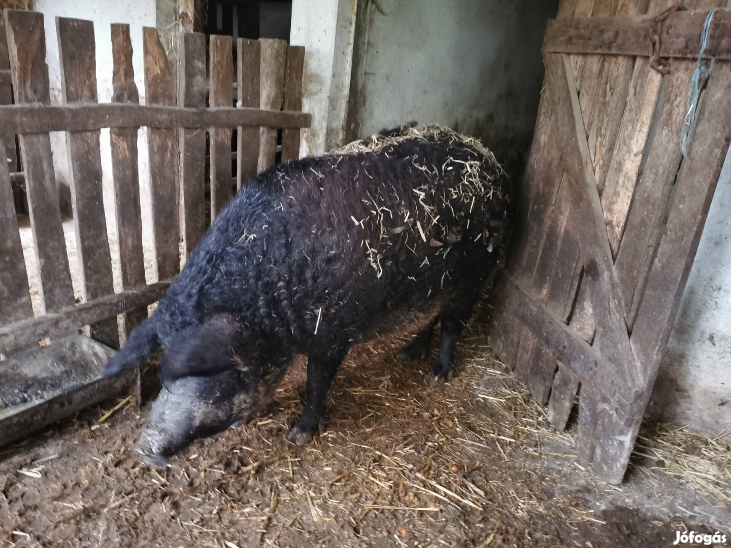 Mangalica koca eladó! 