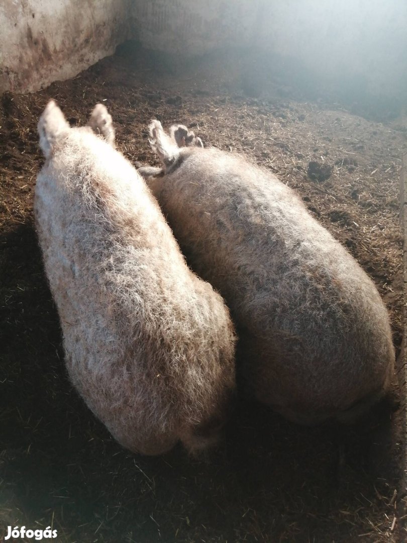 Mangalica kocák eladók