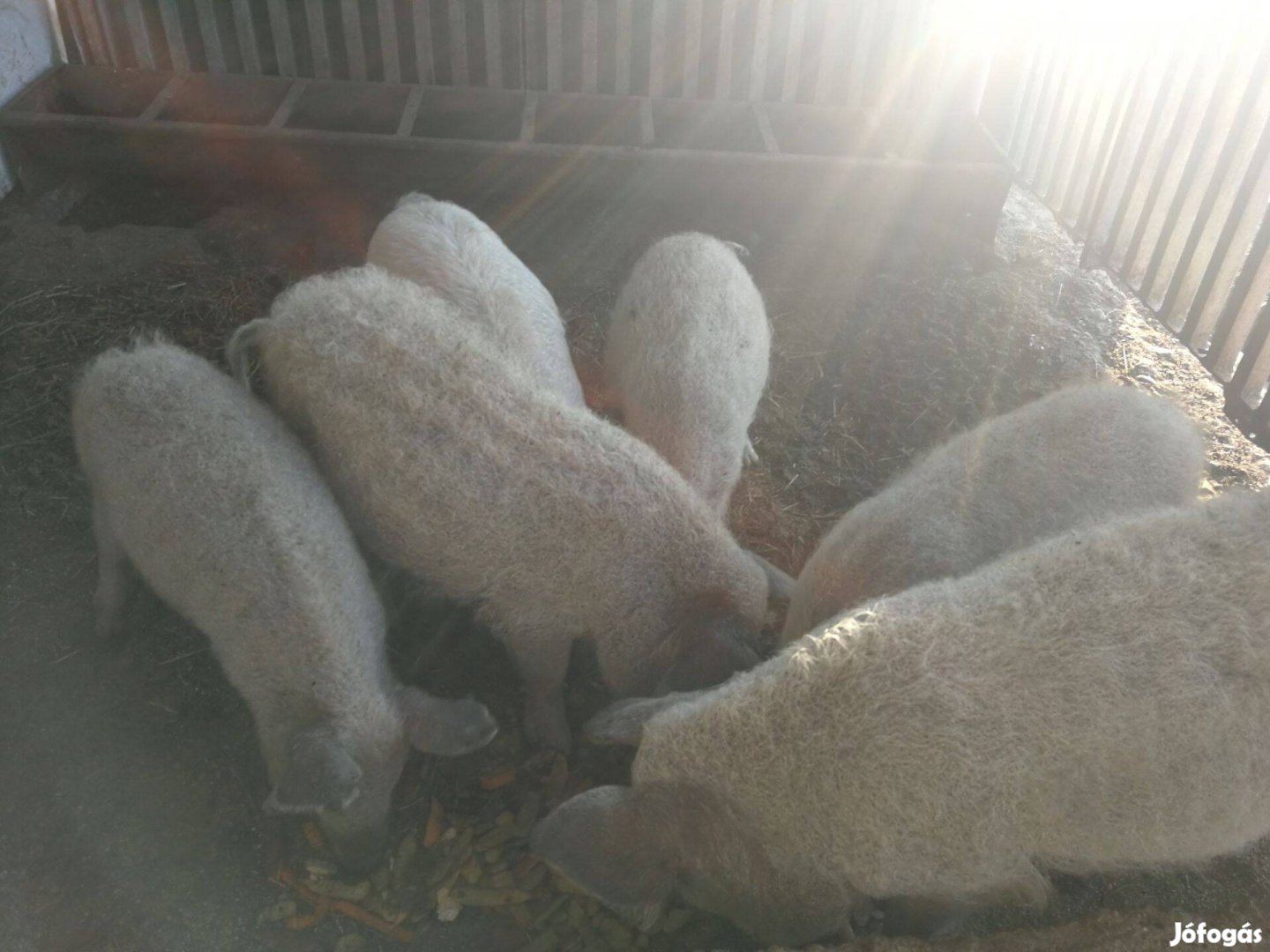 Mangalica költöznének