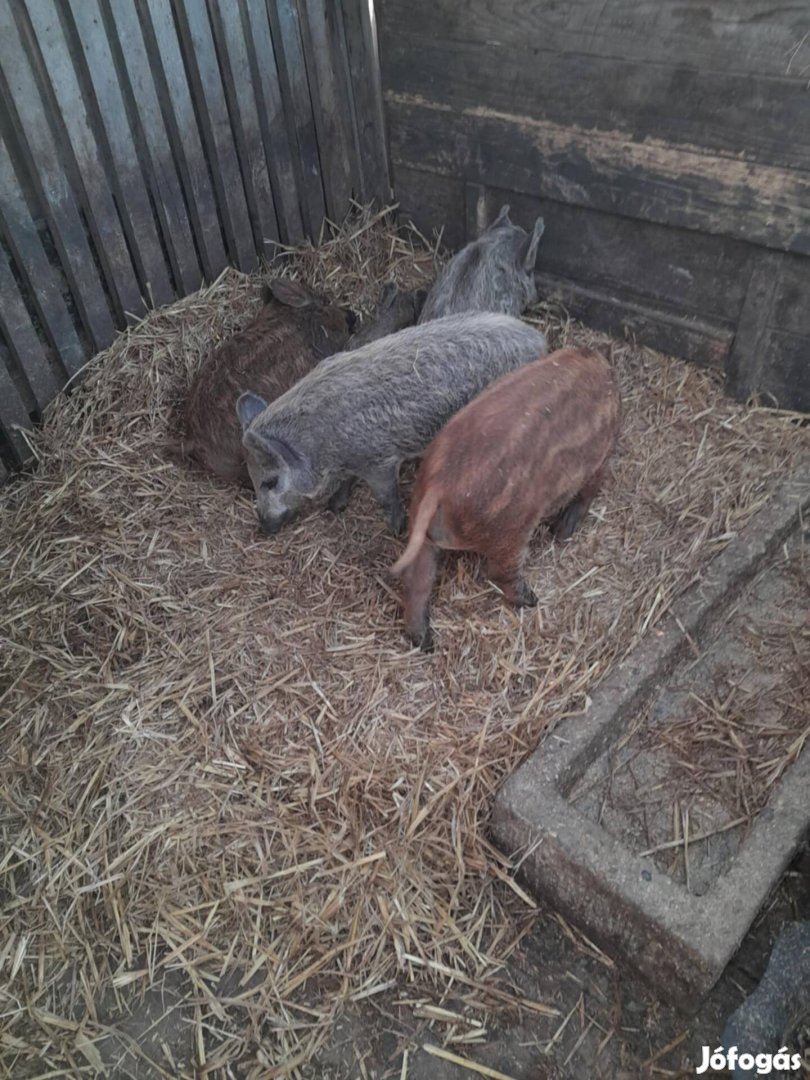 Mangalica malac